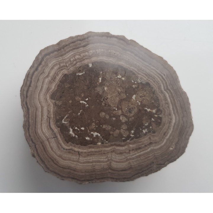 Stromatolit z okolic Zawiercia