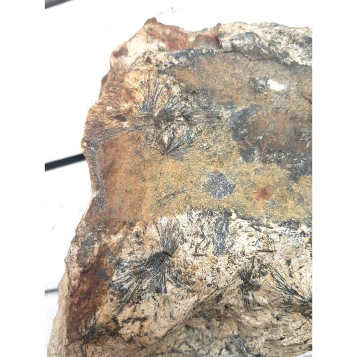 Gedryt (słońca gedrytowe) z Skisshyttan, Dalarna (Szwecja)